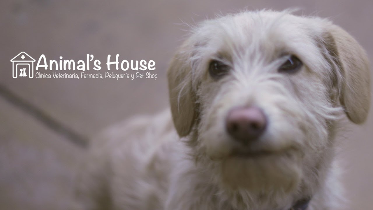 Animal's House Clinica veterinaria San Vicente Tagua Tagua YouTube