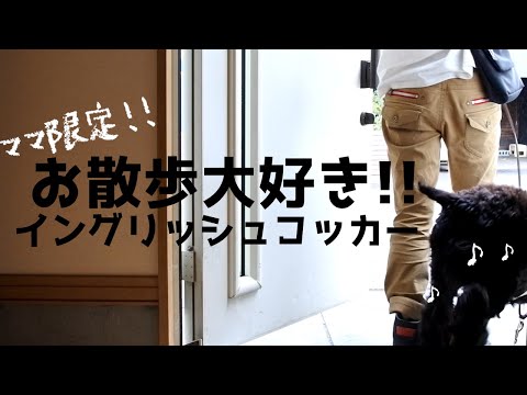 ママとのお散歩以外は重い腰が全く上がらないイングリッシュコッカー