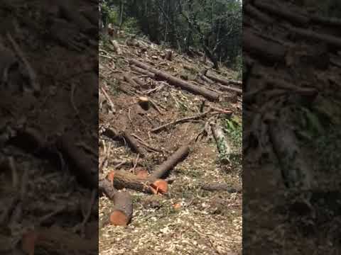 PG & E power line clearing disaster