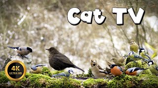 Cat TV for Cats to Watch 🐈 - BLACKBIRD AFTERNOON🐦‍⬛11 hours 4K