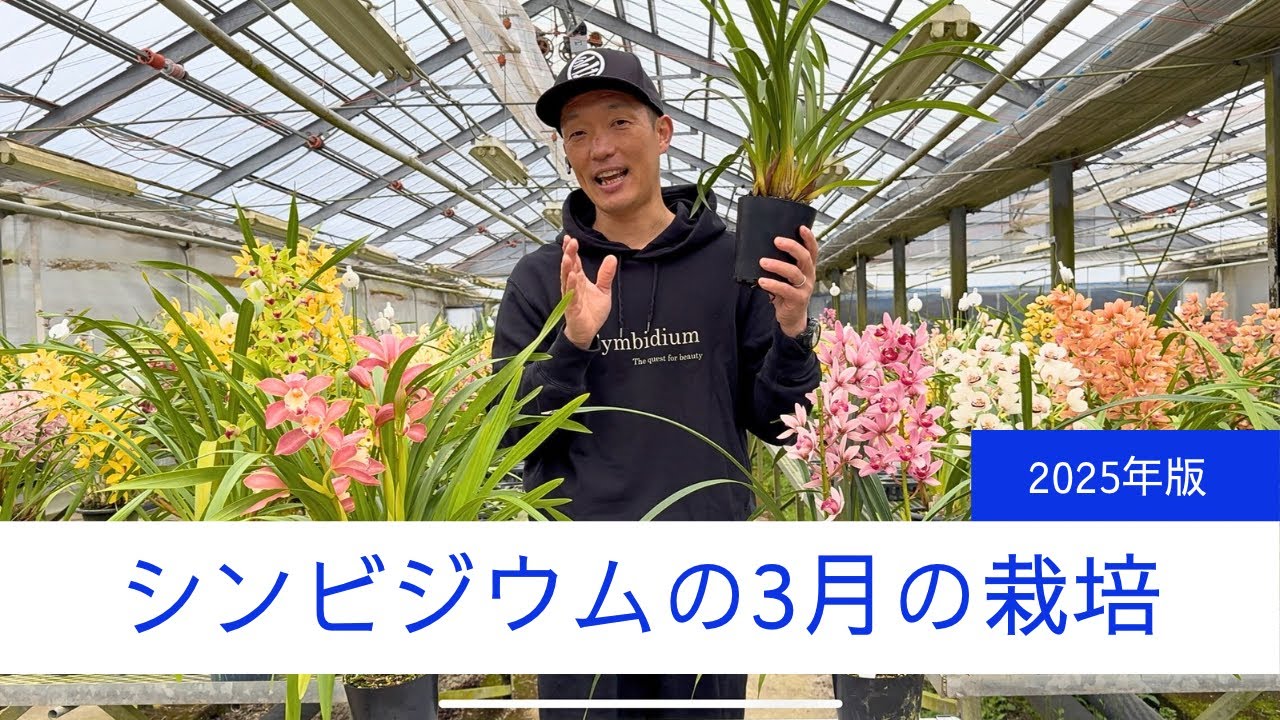 シンビジウム3月の栽培（2025年版）
