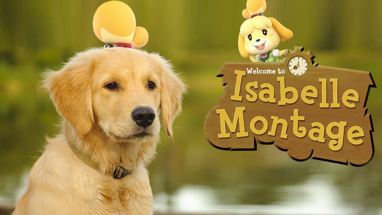 Paging In Commander Belle [Isabelle Montage]