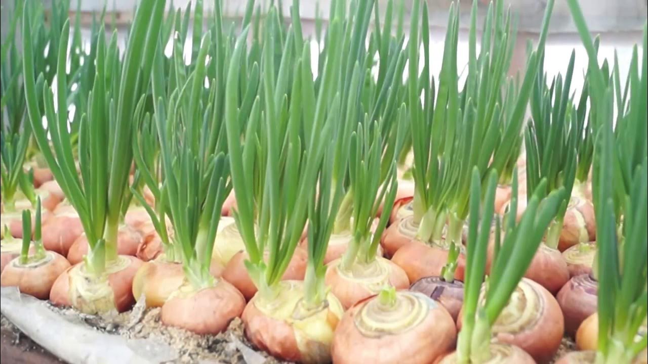 что лучше использовать опилки или обычный грунт для выгонки лука в ...