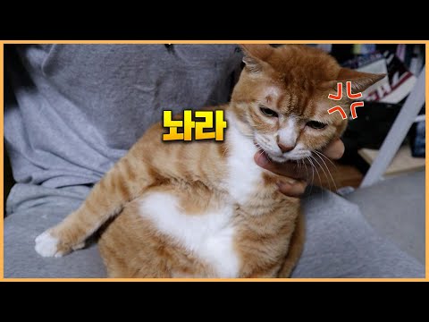 <strong>고양이</strong> <strong>목욕</strong> 씻기지말고 닦기로 했습니다
