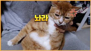 고양이 목욕 씻기지말고 닦기로 했습니다