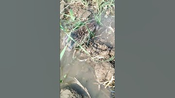 Mice distroying crops // how to get rid of rats #rat #mice