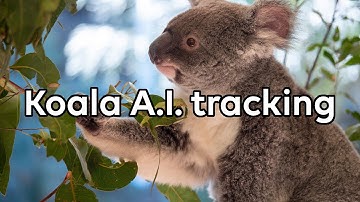 Tracking koalas with A.I cameras