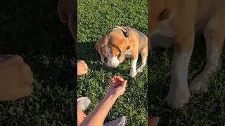 Beagle Nose Trick | Tim the Beagle