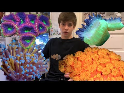 Calcium & Alkalinity in Reef Aquaria - How It Works - YouTube