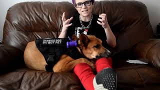5 THINGS SERVICE DOG HANDLERS HATE