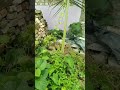 Bitter Gourd Plants Supporter Making Bittergourd Plants Garden Trending Viralvideo Plantsupport 