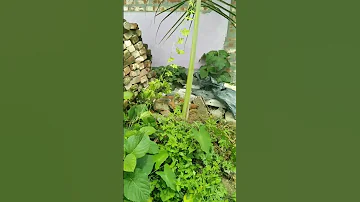 Bitter Gourd Plants Supporter Making Bittergourd Plants Garden Trending Viralvideo Plantsupport 