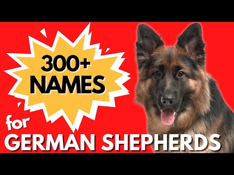 Video: 300+ Unique Female Dog Imena po kategorijah