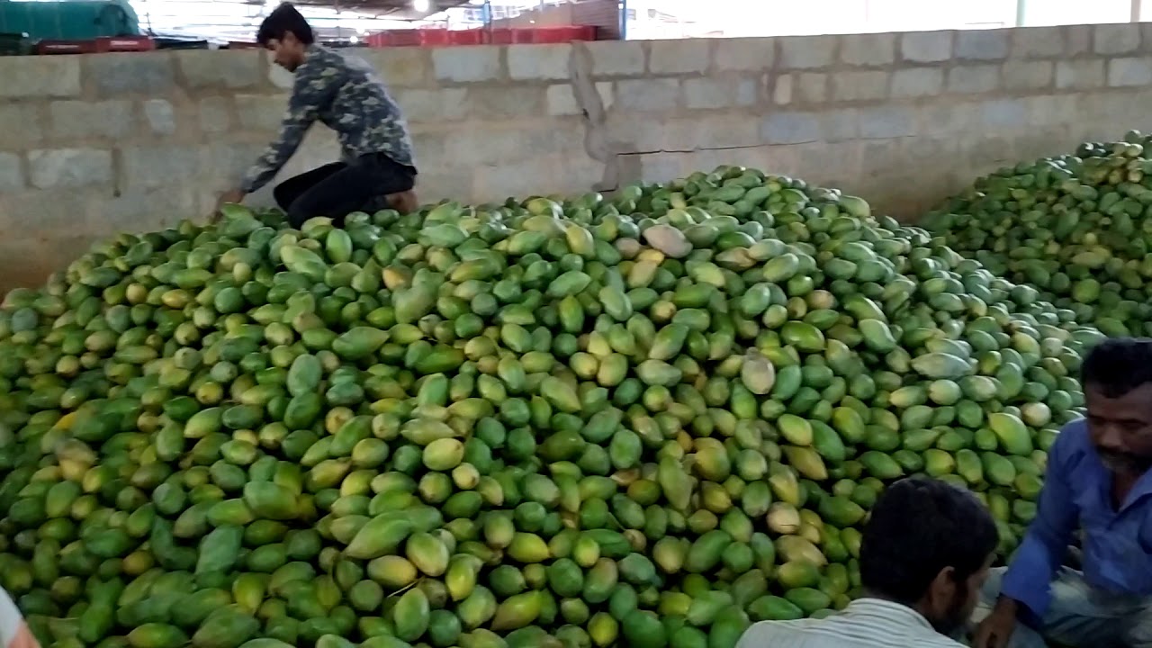 World famous mango market in srinivaspur kolar dist Karnataka 563135