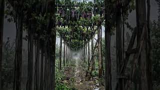 Golden Fruit Orchards  🌧️ Grape Vineyard Farming Village — Pakistan (Balochistan/Pishin Valley)