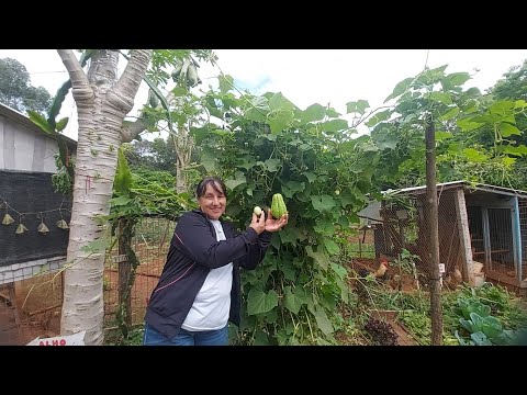 Vídeo: O que são chuchus - como cultivar chuchu