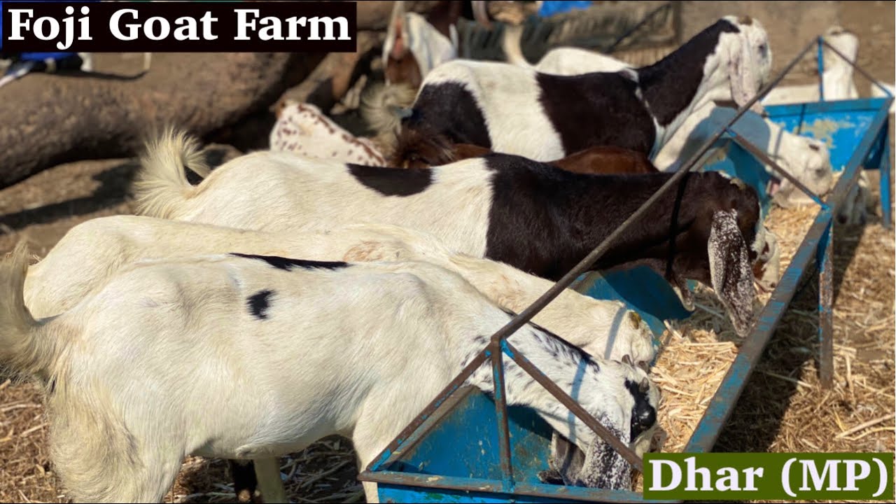 Foji goat farm Dhar Goat sell pr available @FSAEntertainment @pkrajvlogs @agfgoatfarm14