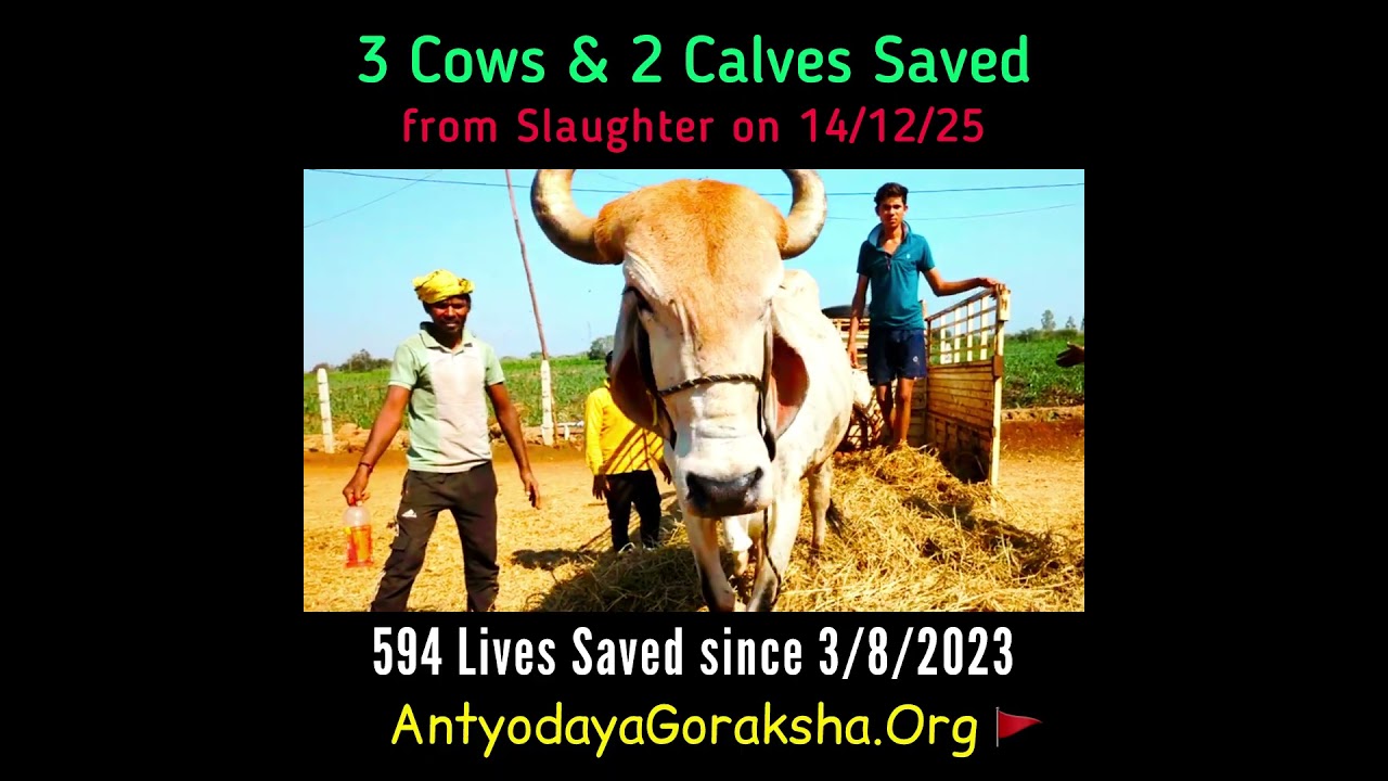 [14 Dec 2025] 3 Cows, 2 Calves Saved🎉