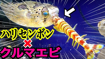 ハリセンボン飼育 Youtube ハリセンボン飼育 Youtube