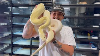 Celebrity Diamond gave me eggs / Burmese Python eggs Wealth