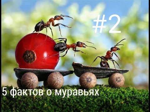 5 ФАКТОВ О
