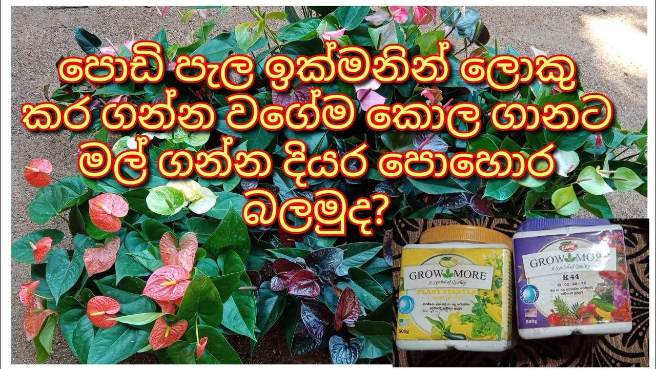 ඇන්තුරියම් වල කොල ගානට මල් ගන්න වගේම පොඩි පැල ඉක්මනින්ම ලොකු කර ගන්න මම පාවිච්චි කරන දියර පොහොර ටික 