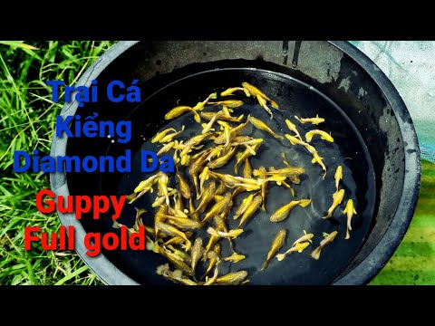 Video Cá Bảy Màu Vàng, Full Gold Guppy DiamondDa - youtube