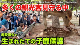 多くの観光客見守る中　鹿愛護会で生まれたての子鹿保護Protection of newborn fawns by the Nara Deer Preservation Foundation 