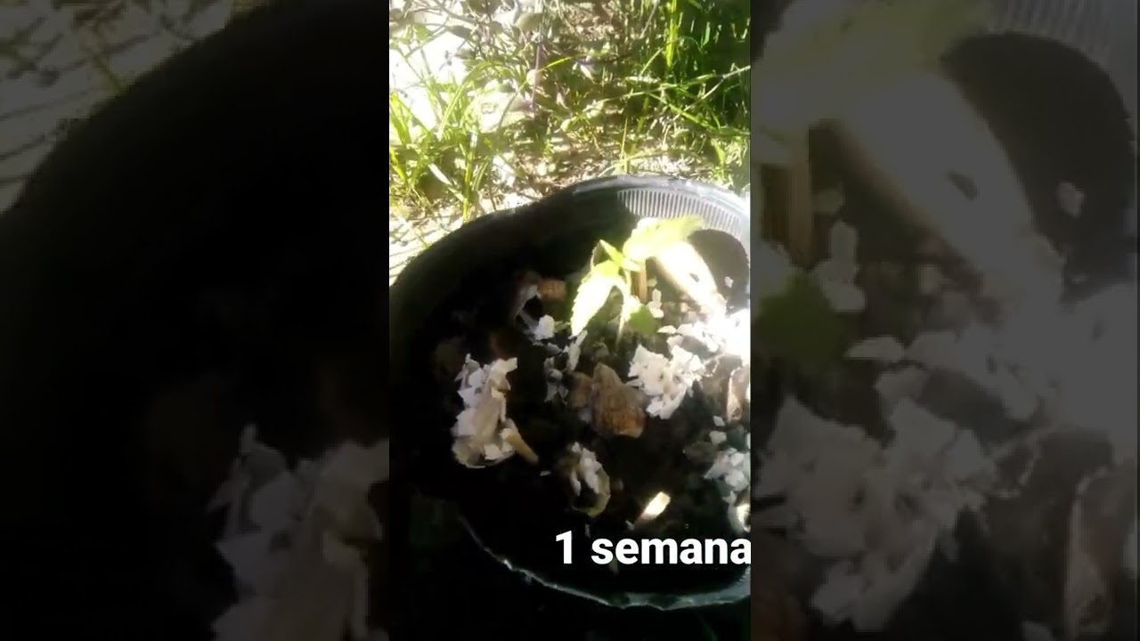 Te Cultive Marihuana Cannabis 