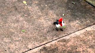Red-crested Cardinal in Hawaii