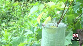 Charlottesville begins invasive plant treatment in city parks and trails