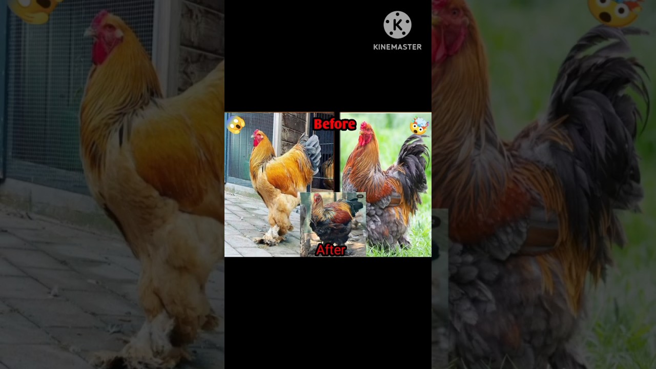 Brahma chicken growth || 1 year || 