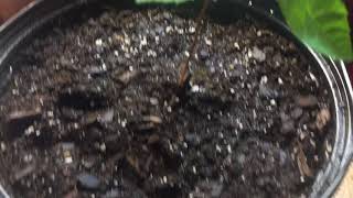 How to grow a Pecan Tree for free from seed  Part 1