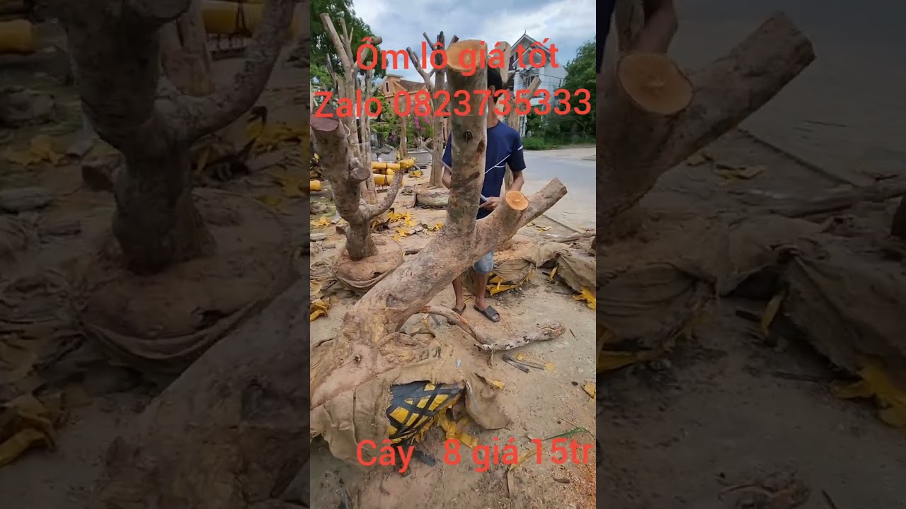 13 cây mai vàng bầu rin giá êm cho các bác đây ạ