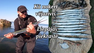 Vējazivis Liepājas piekrastē 21.05.2023.! Uz ko ķeras un kā var noķert vējazivis?