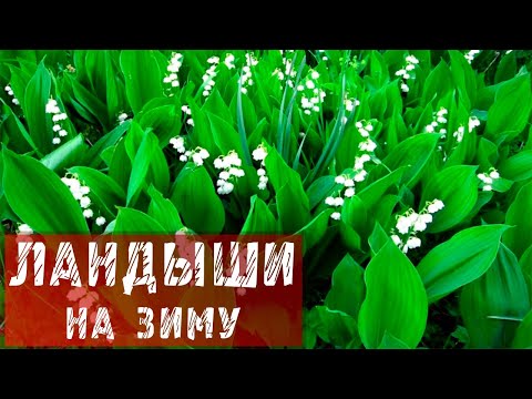 Ландыши на зиму / Посадка ландышей