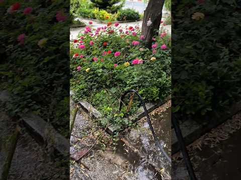 چنان آبی حرز میره اینجا که مغز ادم دود میکنه