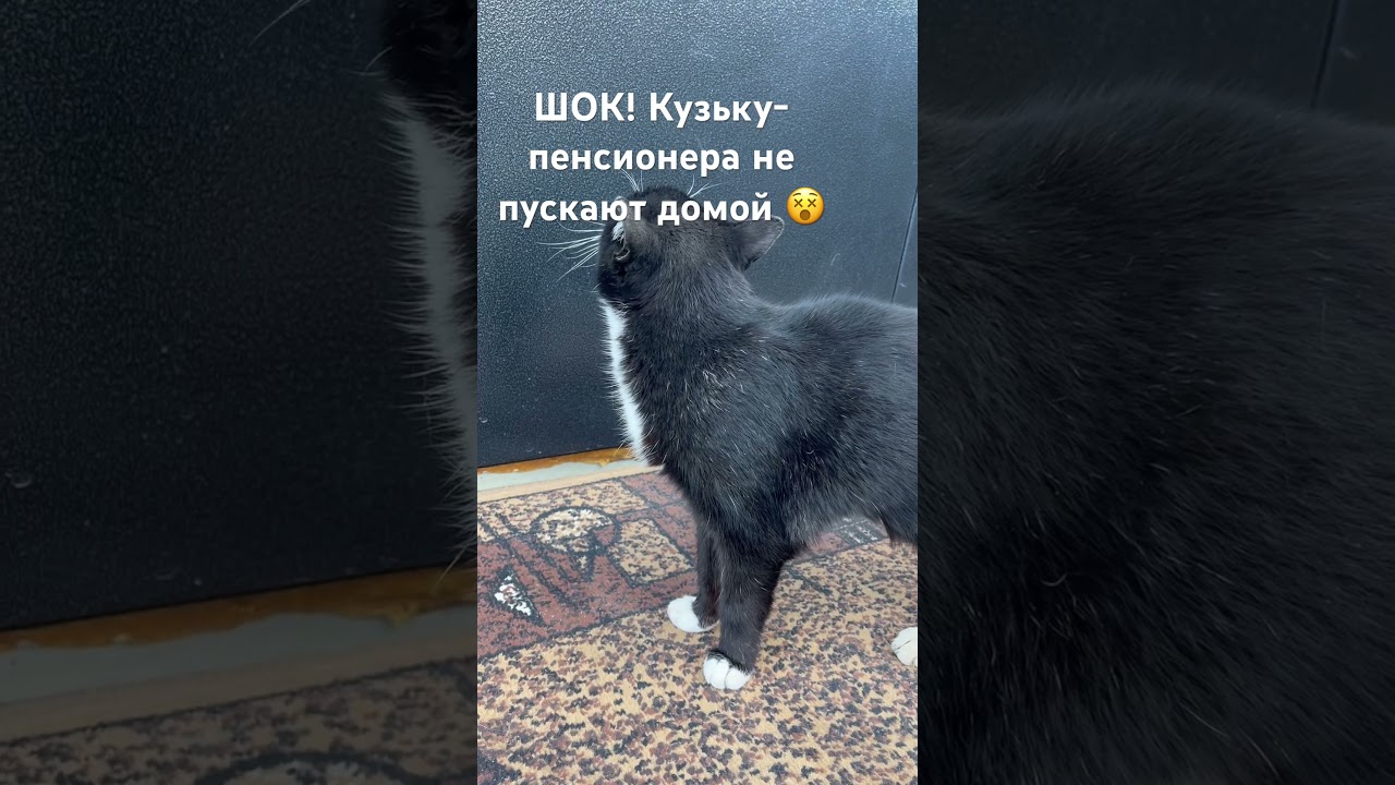 Кузьку не пускают домой 😵 