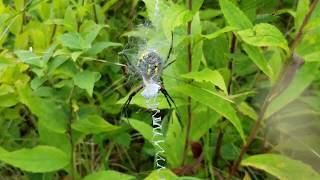 Yellow Garden Spider (Orb Weaver) With Egg Sac
