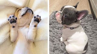 Lovely and CUTE BULL DOGS that Make you Happy to Watch Every Day