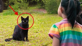 : this lonely cat refused to Trust Anyone, until a stranger changed everything
