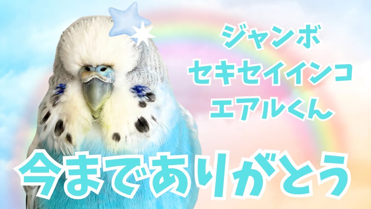 3年だけうちに来てくれた妖精 - YouTube