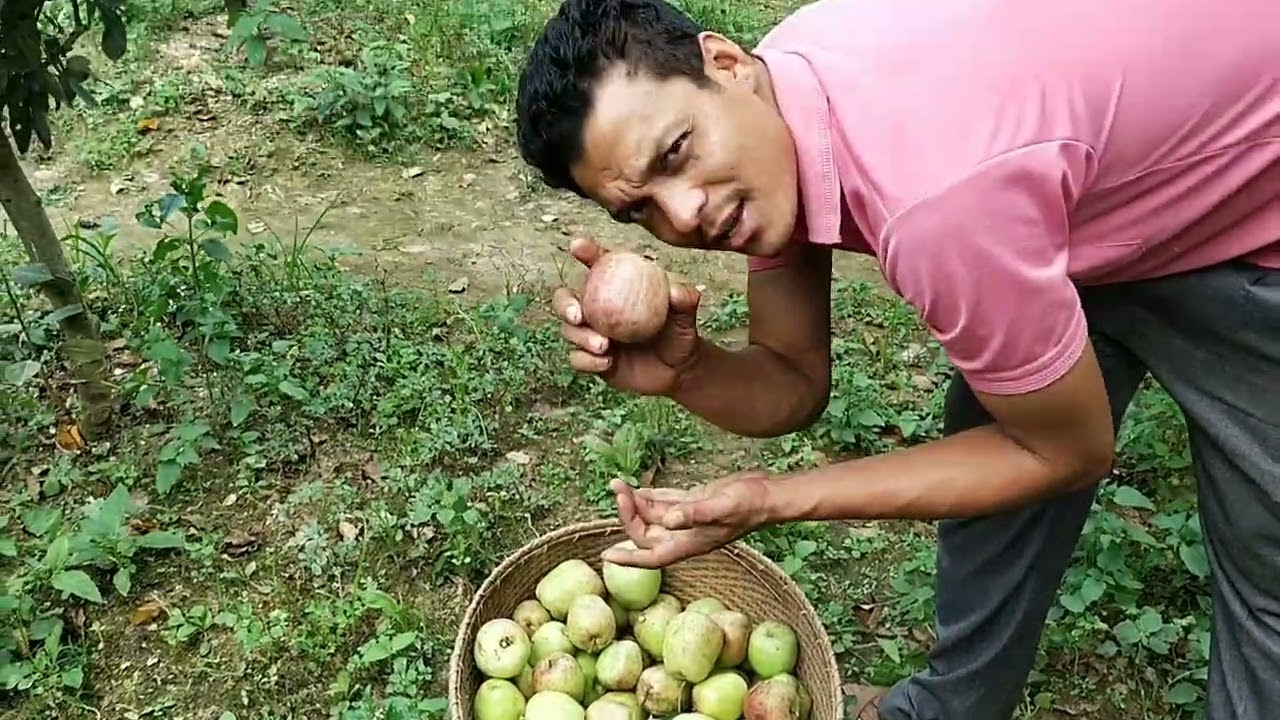 WANGOO Apple 🍎 farm.