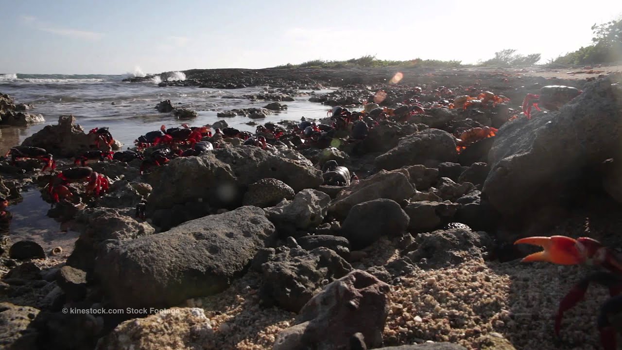 0000145 crab migration cuba KINESTOCK