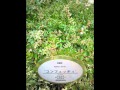 「世界に一つだけの花」【桃音モモ】UTAUカバー