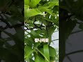 호피같은 참나리꽃#참나리꽃#꽃 #여름꽃 #꽃집 #꽃농부자연일기 #꽃#주황색