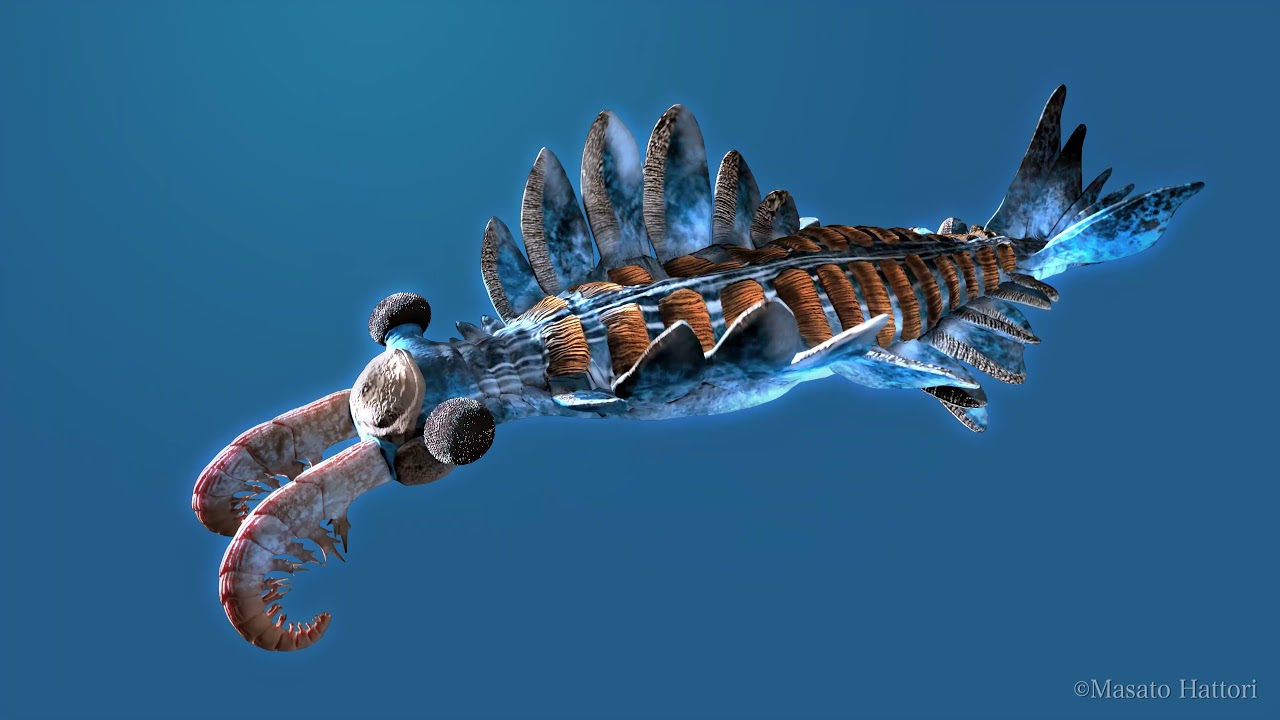 アノマロカリスと泳ごう！ Swimming with Anomalocaris - YouTube
