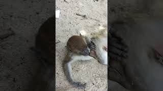 Cute Baby Monkey And Funny