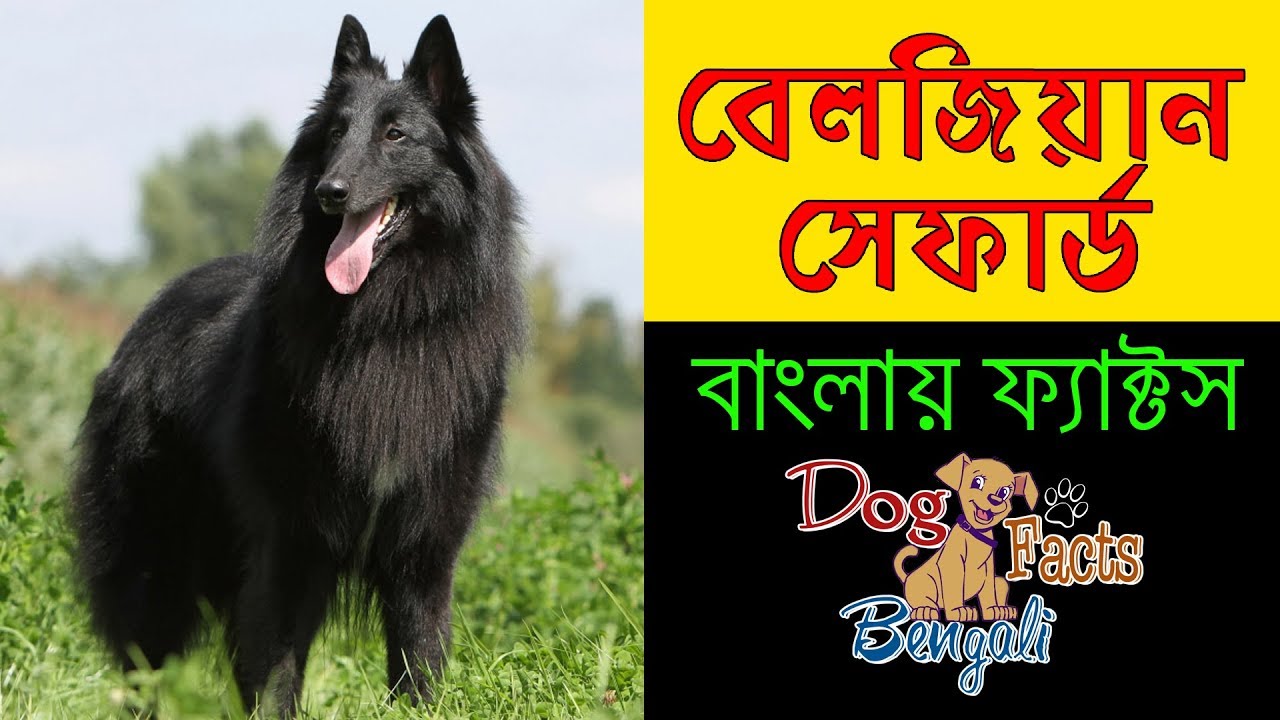 Belgian Shepherd Dog facts in Bengali Most popular dog breeds Know