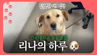 동물병원 마스코트 리나의 하루🐾ㅣ 건국대학교 동물병원 브이로그